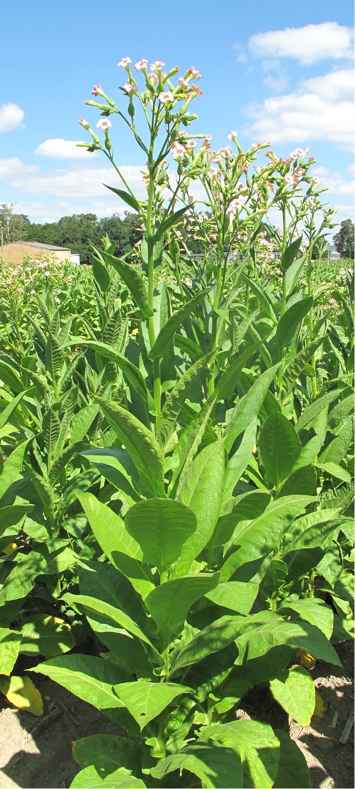Example Image